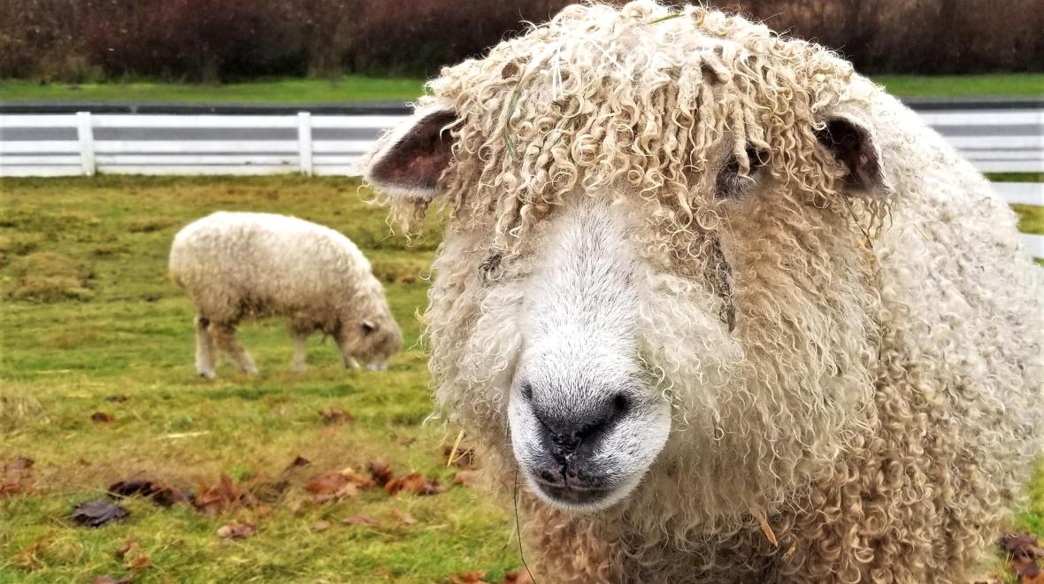 Sheep Shearing at Kelsey Creek Farm Seattle Area Family Fun Calendar
